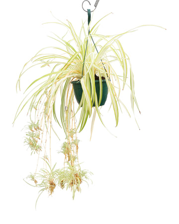 Spider Plant (Variegatum) - Hanging
