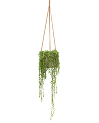 String of Pearls (Hanging)