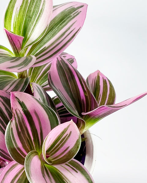 Tradescantia | Nanouk | Silver Inch Plant - Perfect Plants