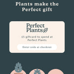 E-Gift Card